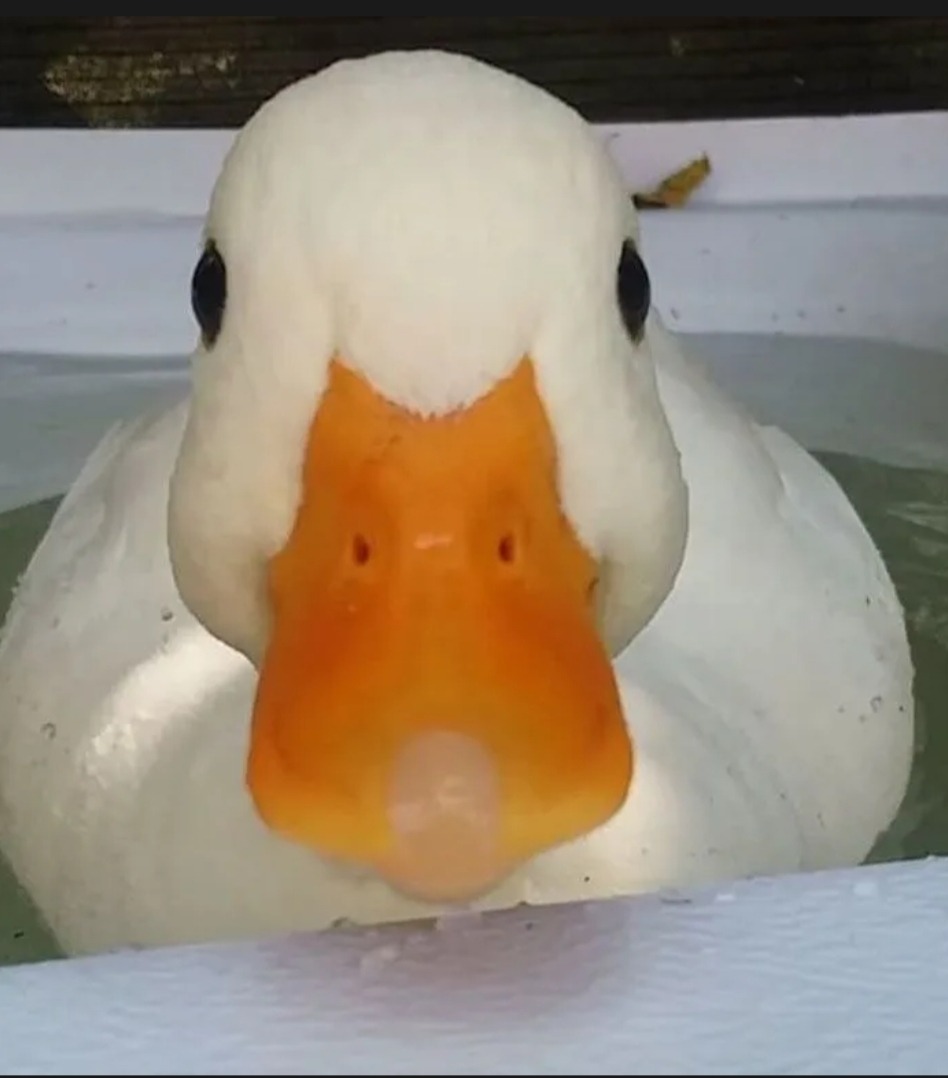 Profil de Priscillien, 21 ans, Trav à Queens