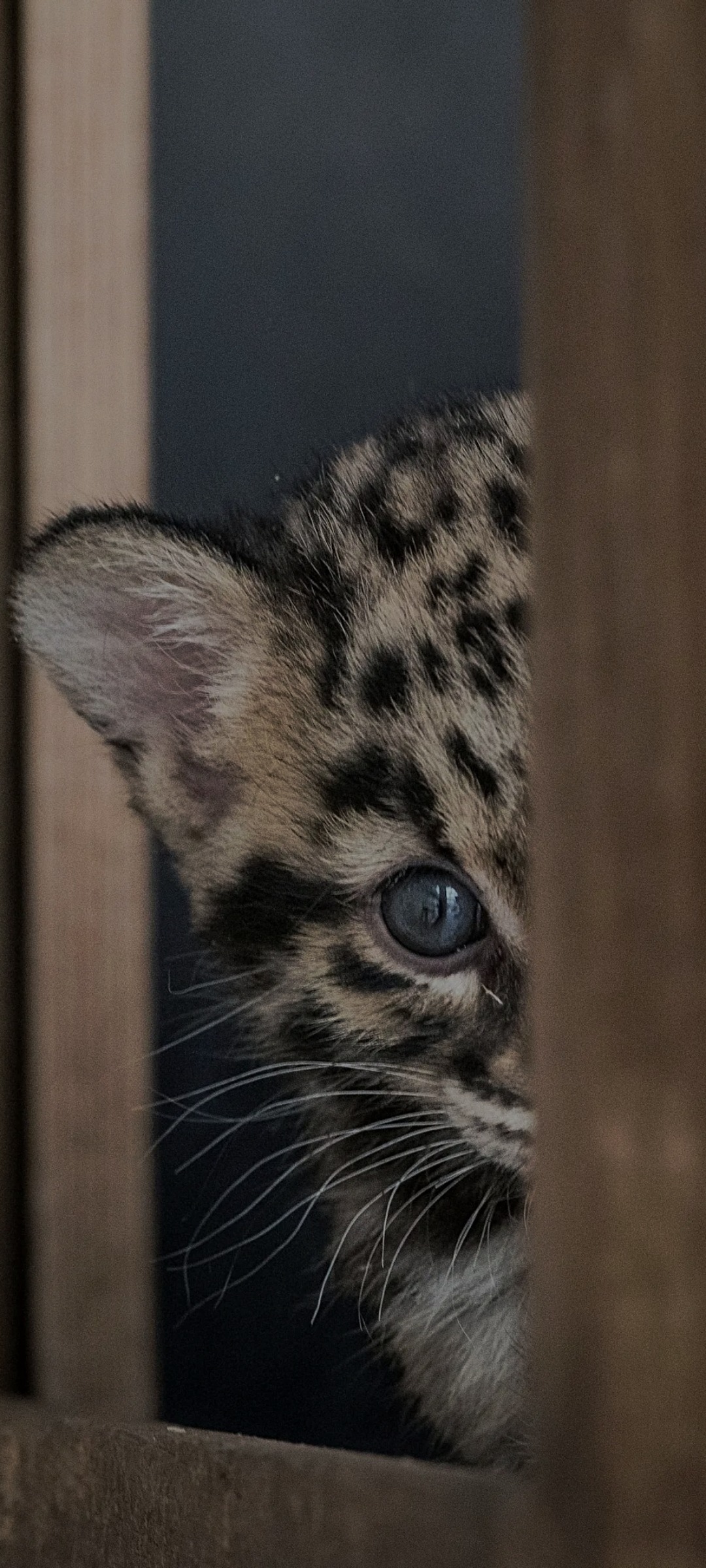 Profil de Tchad, 37 ans, Trav à Robsart